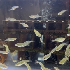 melanotaenia "Kali Tawaペア　メラノタエニア　カリタワ
の画像