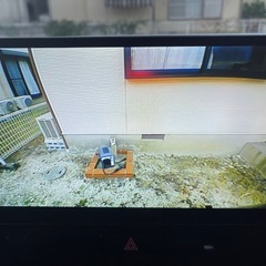 スズキ　スティングレー　MH23Sの画像