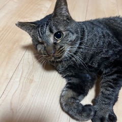 片目だけど甘えん坊さん