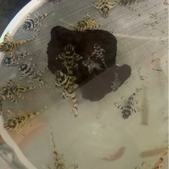 キンペコ(リアル)の画像