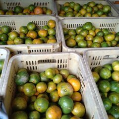 5kg訳ありミカン　減農薬　無選択の画像