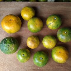 5kg訳ありミカン　減農薬　無選択の画像