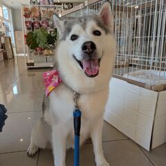 急募　シベリアンハスキー♀8歳