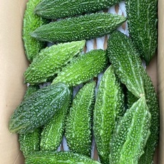 11/1(土)特売野菜の画像