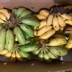 11/1(土)特売野菜の画像