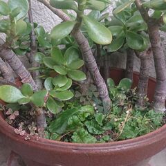 カネノナルキの画像