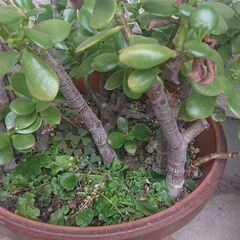 カネノナルキの画像