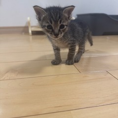 キジトラ兄弟里親募集