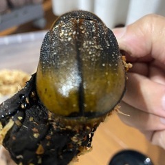 エクアトリアヌスの画像