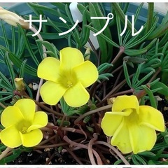 オキザリス　ニューイエロー②　の画像