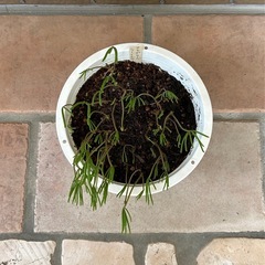 オキザリス　ニューイエロー②　の画像