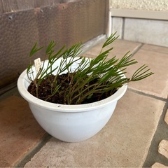 オキザリス　ニューイエロー②　の画像