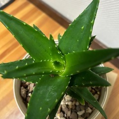 お問合せ中です🙇‍♂️ 
の画像