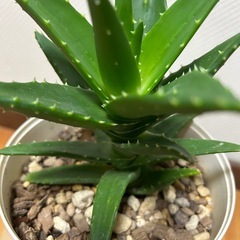 お問合せ中です🙇‍♂️ 
の画像