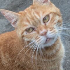 茶トラ柄しっぽ先白の猫を捜しています。