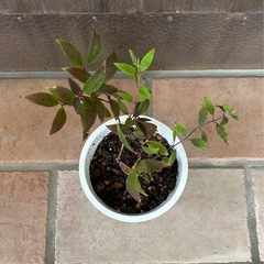 姫ウツギ①　3本の画像