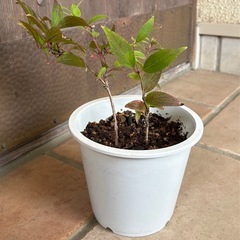 姫ウツギ①　3本の画像