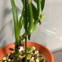 お問合せ中　🌿マドカズラ🌿 の画像