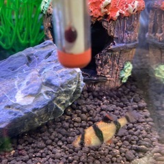 スマトラ　2匹の画像