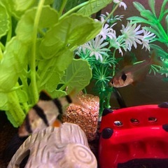 スマトラ　2匹の画像