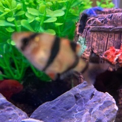 スマトラ　2匹の画像