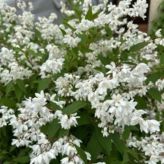 姫ウツギ①　3本の画像