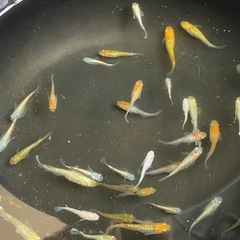 🎉単発企画🎉　水槽整理企画　20匹プラスα　¥1,5000の画像