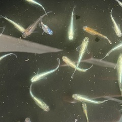 🎉単発企画🎉　水槽整理企画　20匹プラスα　¥1,5000の画像