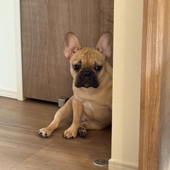 ５ヶ月フレンチブルドッグ