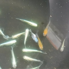 🎉単発企画🎉　水槽整理企画　20匹プラスα　¥1,5000の画像