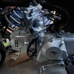 中華ダックスの画像