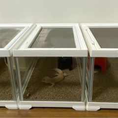 【里親募集】レオパ5匹+ニシアフ1匹 まとめてお迎えしてくださる方へ