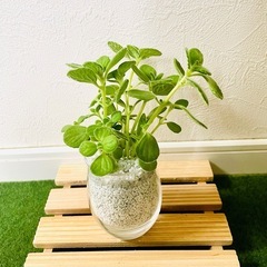 アロマティカス　観葉植物　多肉植物　ハイドロカルチャー　ゼオライト【Ａ】の画像