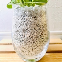 アロマティカス　観葉植物　多肉植物　ハイドロカルチャー　ゼオライト【Ａ】の画像