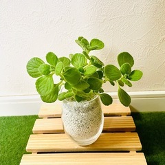 アロマティカス　観葉植物　多肉植物　ハイドロカルチャー　ゼオライト【Ａ】の画像