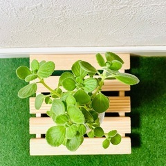 アロマティカス　観葉植物　多肉植物　ハイドロカルチャー　ゼオライト【Ａ】の画像