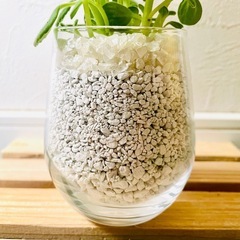 アロマティカス　観葉植物　多肉植物　ハイドロカルチャー　ゼオライト【Ｃ】の画像