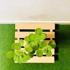 アロマティカス　観葉植物　多肉植物　ハイドロカルチャー　ゼオライト【Ｃ】の画像