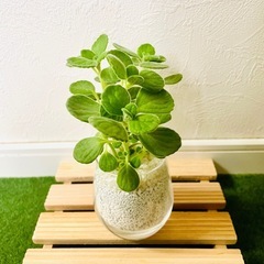 アロマティカス　観葉植物　多肉植物　ハイドロカルチャー　ゼオライト【Ｃ】の画像