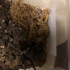 メキシカンレッドランプ＋ドミノローチ+おまけの画像