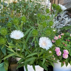 ストケシア さわやかな白色　キク科　の画像