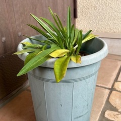 ストケシア さわやかな白色　キク科　の画像