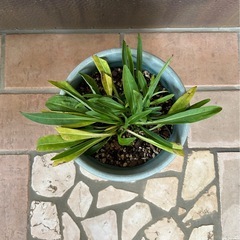 ストケシア さわやかな白色　キク科　の画像