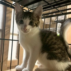 母猫から託された６兄妹　３ヶ月