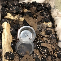 メキシカンレッドランプ＋ドミノローチ+おまけの画像