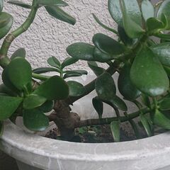 カネノナルキの画像