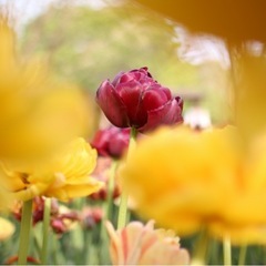 タロットに興味ある人募集！