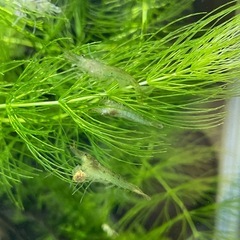 ミナミヌマエビ　川エビ　10匹①の画像