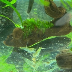 ミナミヌマエビ　川エビ　10匹①の画像