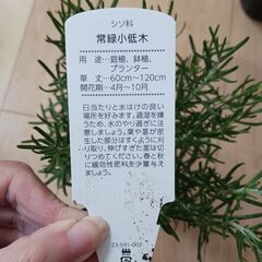 再入荷★ローズマリー　３号　ロングポット苗　観葉植物　ハーブの画像